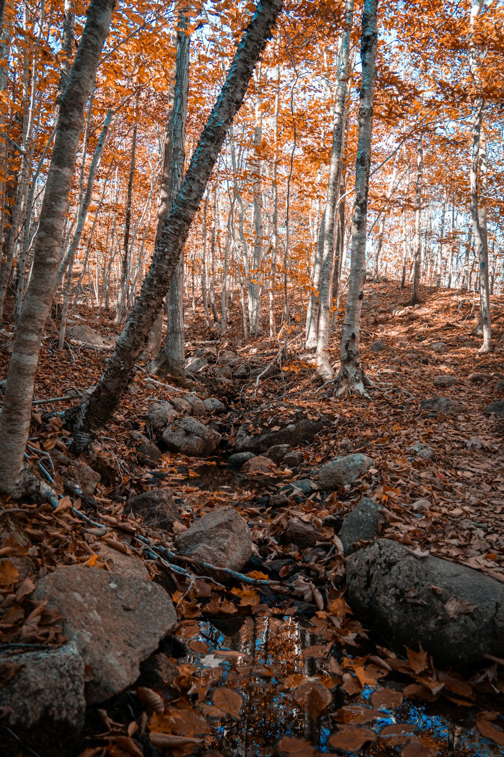 a forest filled with lots of trees covered in leaves