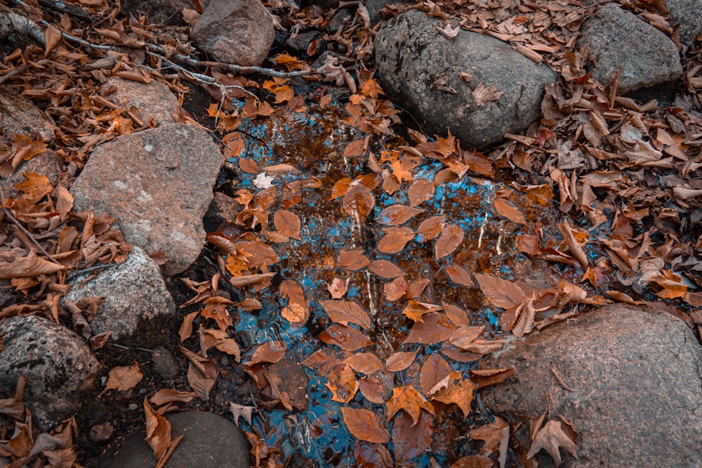 leaves and rocks on the ground with blue paint