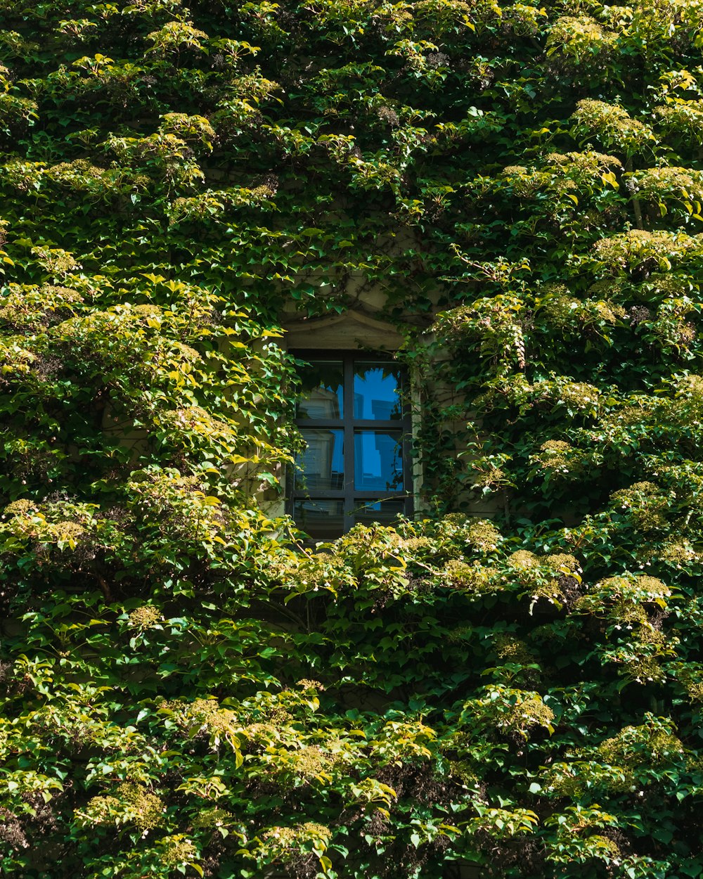 a window in the side of a building covered in vines