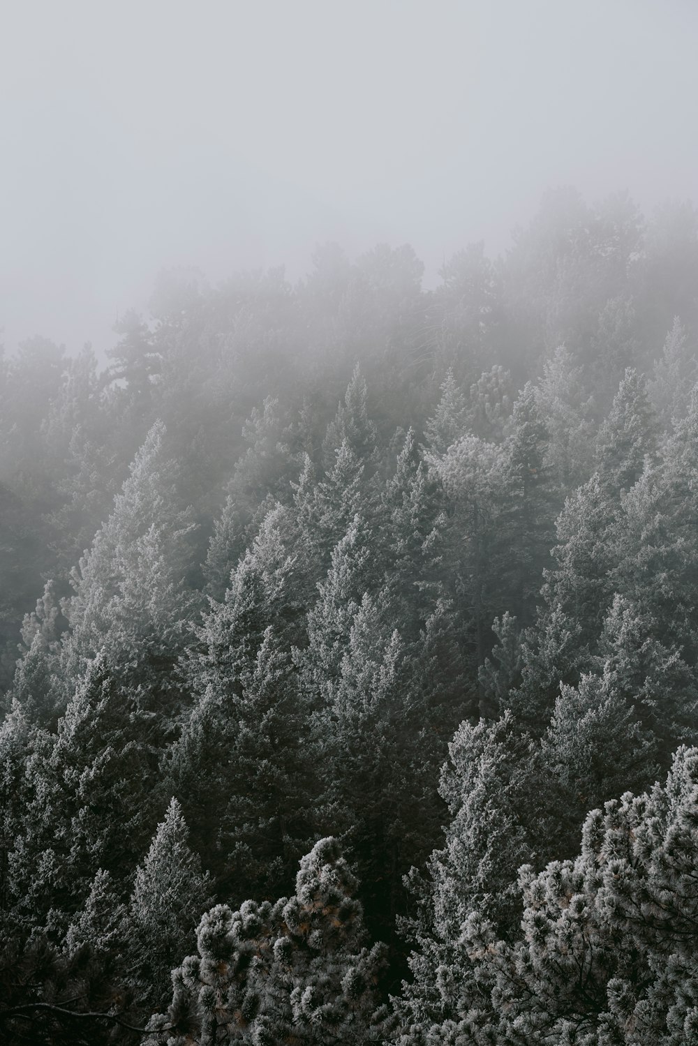 a foggy forest filled with lots of trees