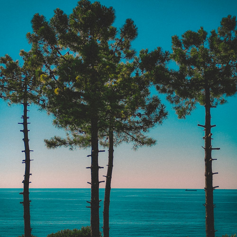 a couple of trees that are next to a body of water
