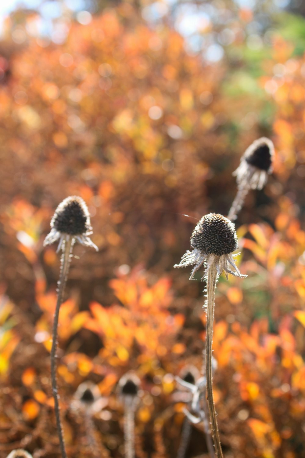 a close up of a bunch of flowers in a field