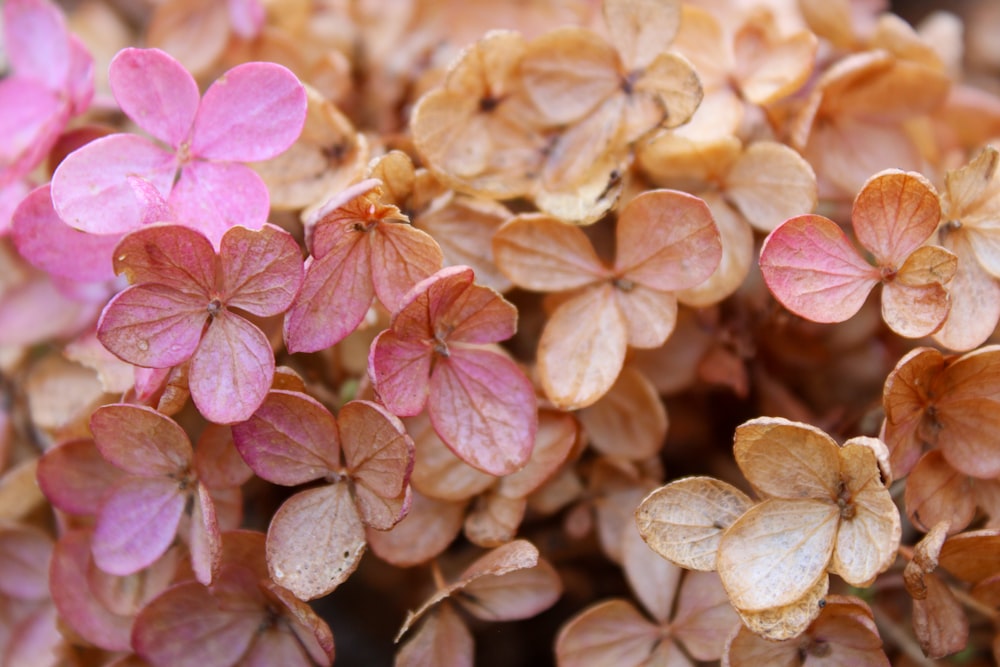 a close up of a bunch of pink flowers