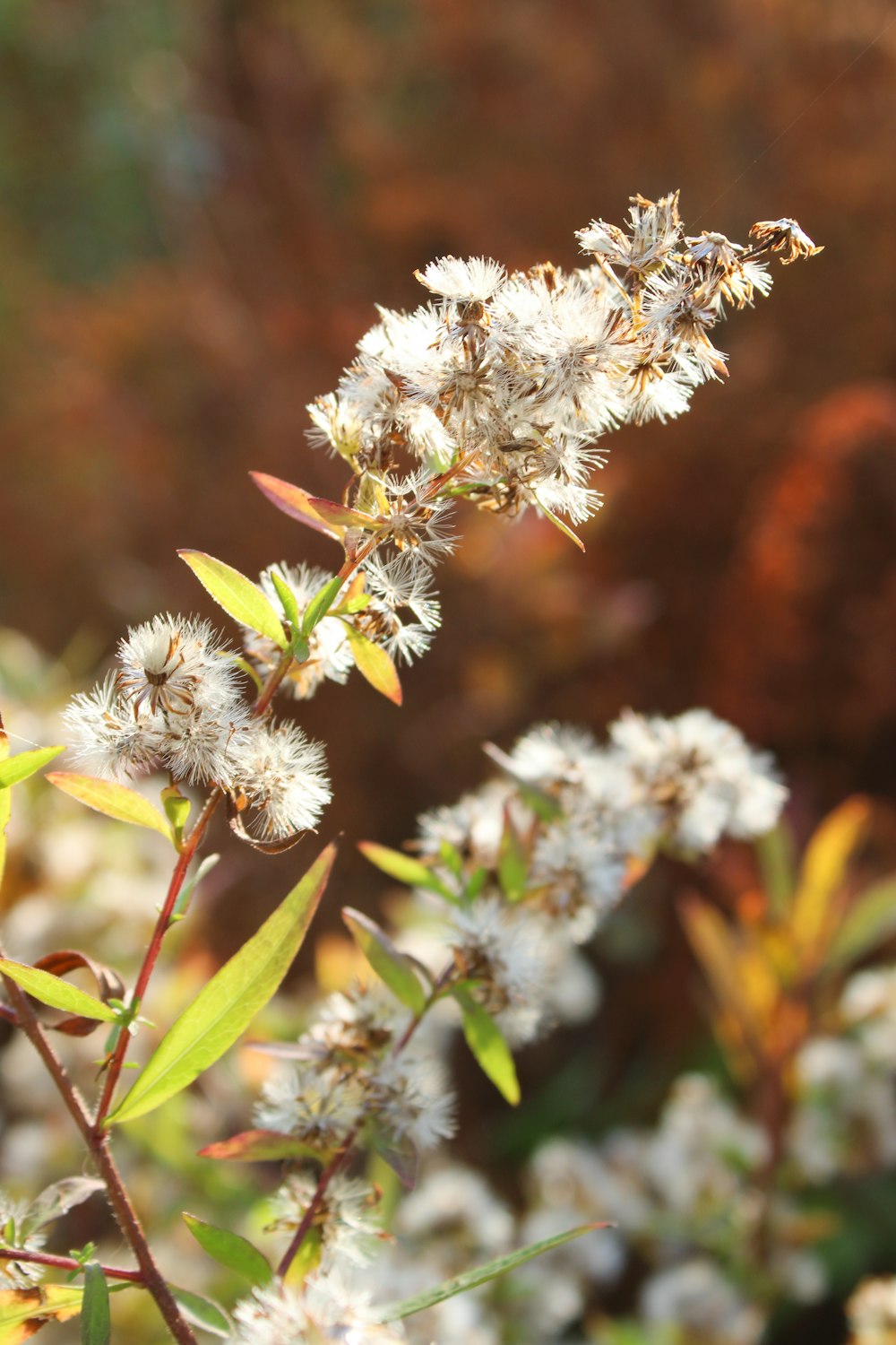 a close up of a flower with a blurry background