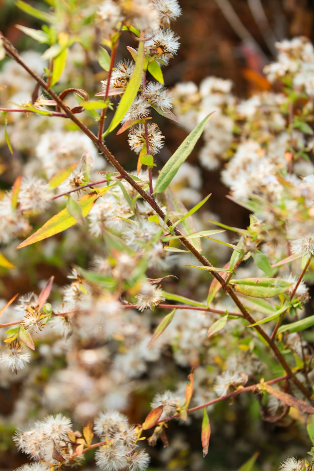 a bush with white flowers and green leaves