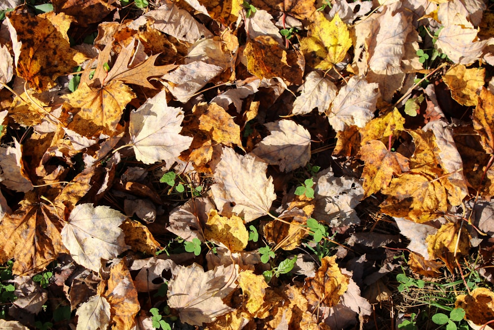 a bunch of leaves that are laying on the ground