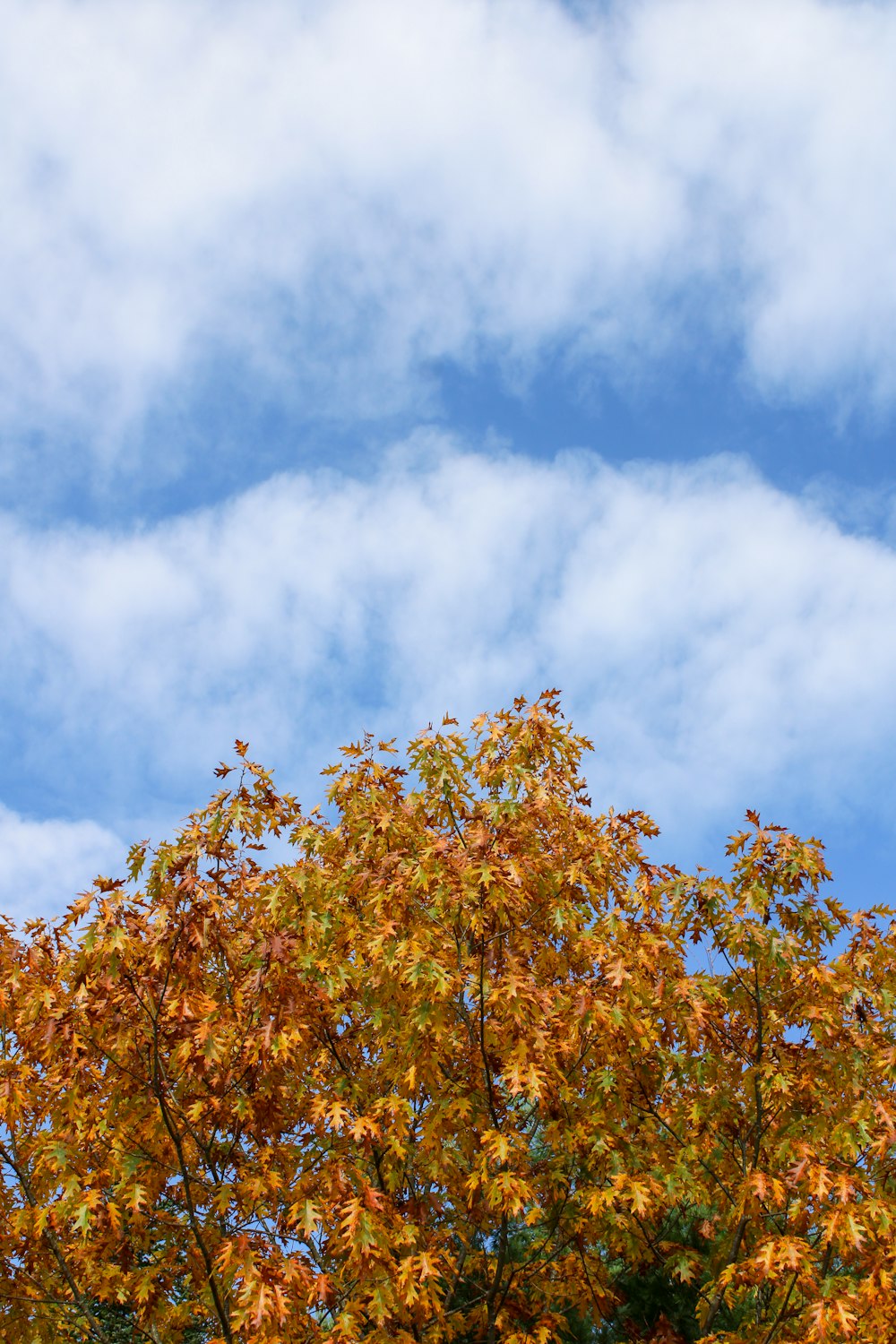 a tree with yellow leaves and a blue sky in the background