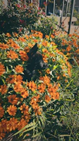 A happy medium-sized dog in a vibrant hoodie playing in a garden full of flowers.