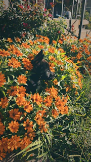 A medium-sized dog in a vibrant hoodie playing in a garden full of flowers
