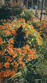 Happy dog and cat cuddling together in a sunny garden.