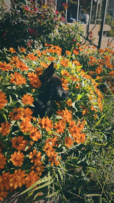 A happy medium-sized dog in a vibrant hoodie playing in a garden full of flowers.