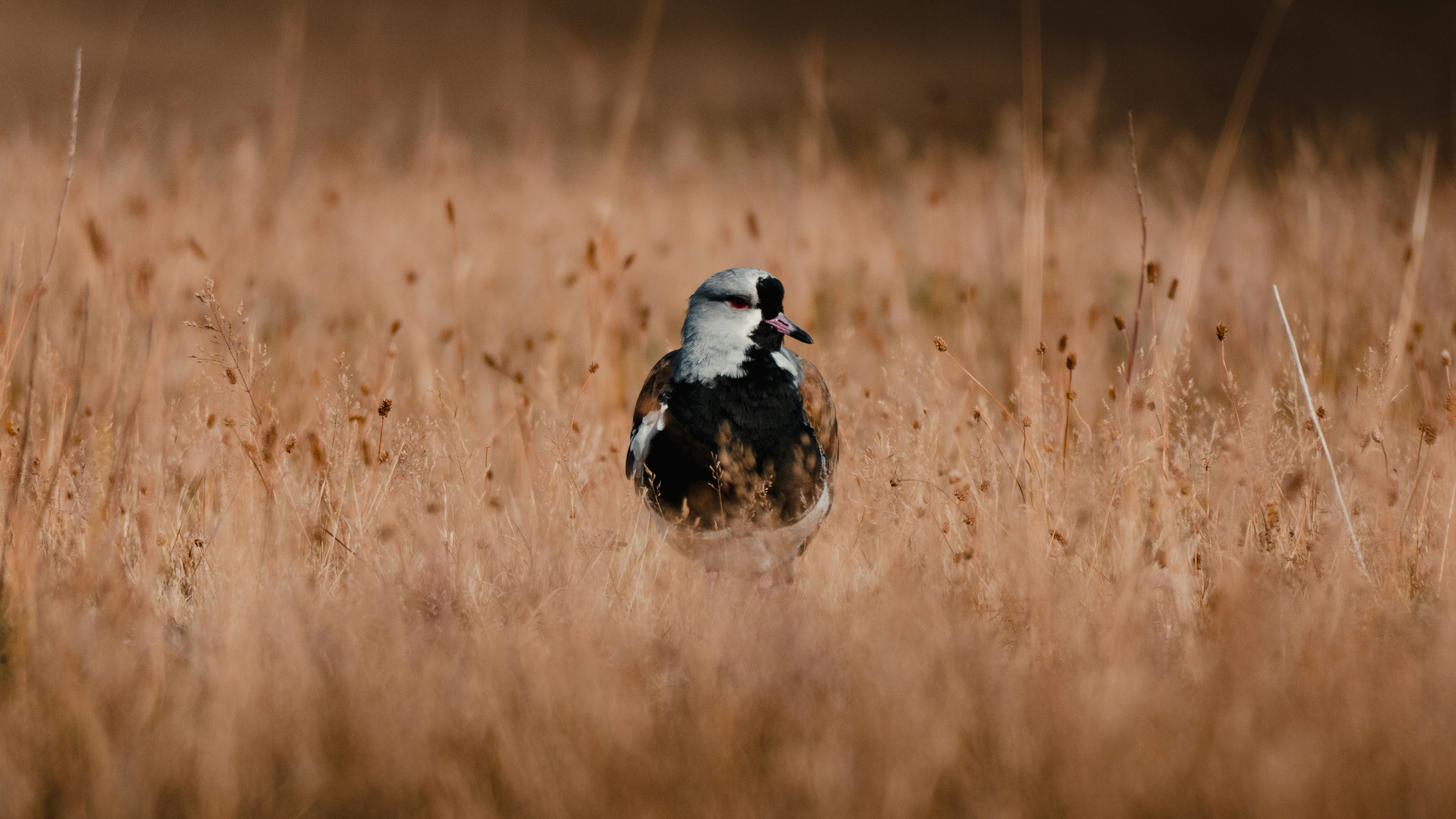 Photo by michielannaert