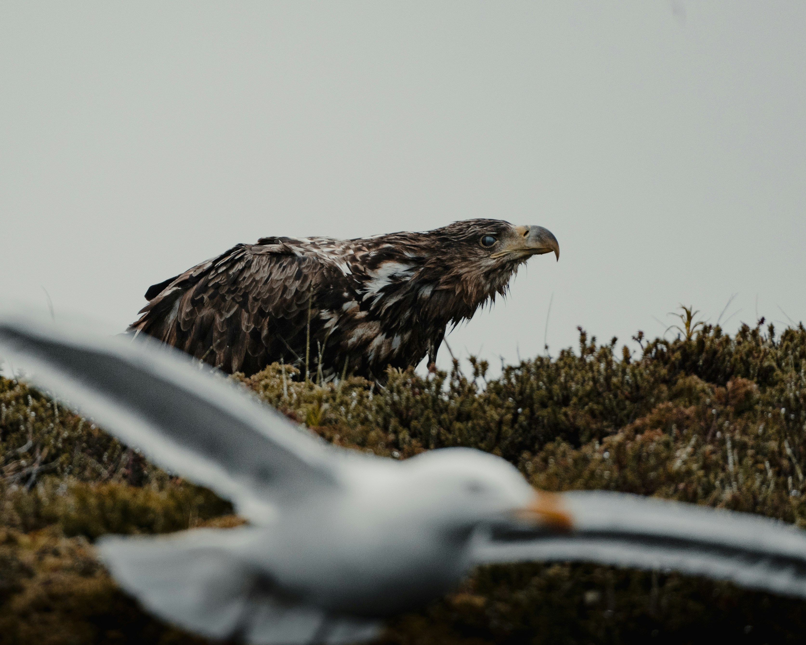 Photo by michielannaert