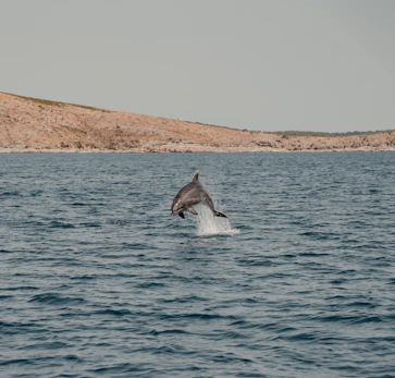 A pod of dolphins leaping joyfully near the Mediterranean coast under a clear blue sky.