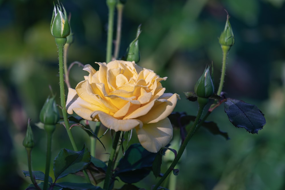 a yellow rose is blooming in a garden