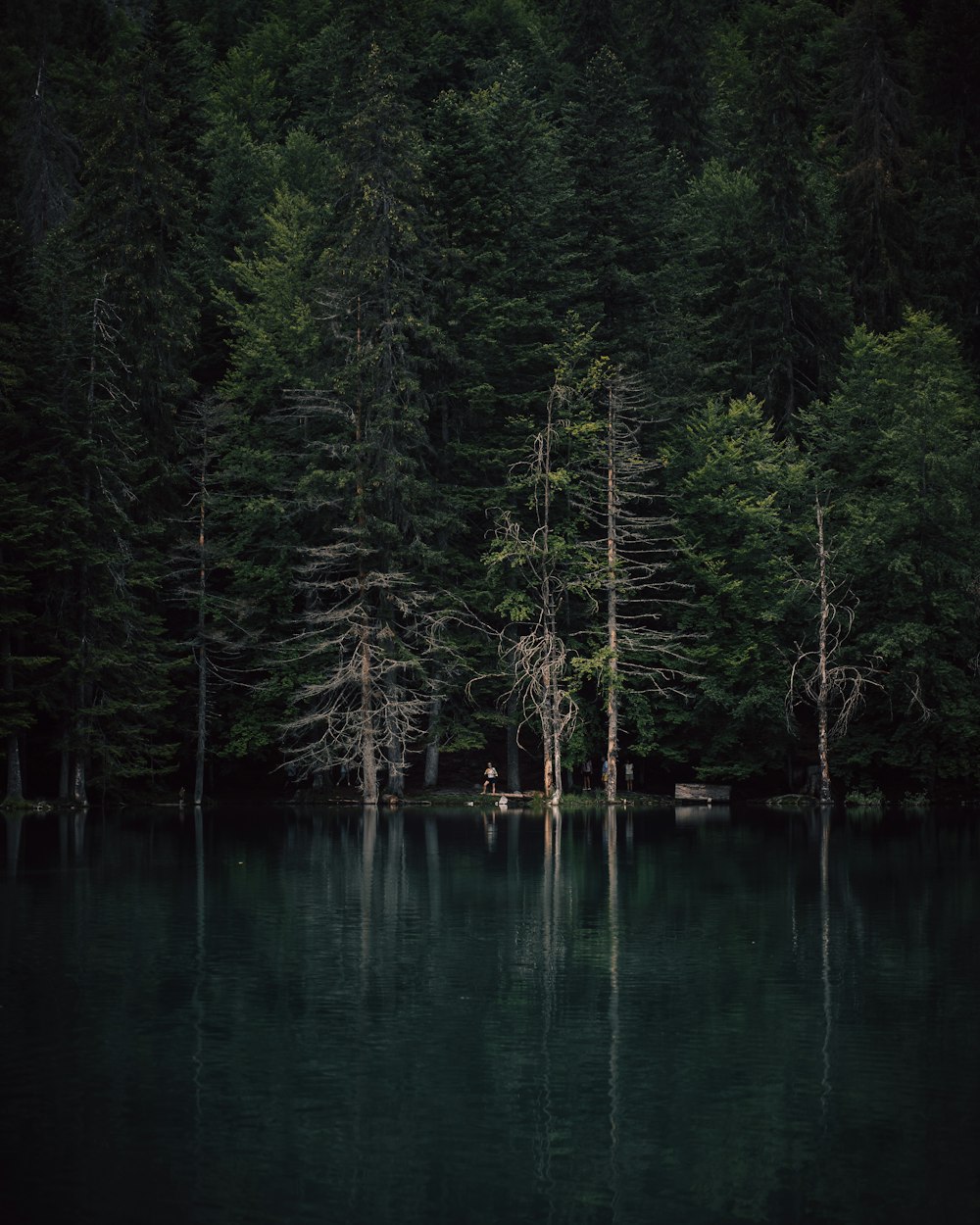 a large body of water surrounded by trees