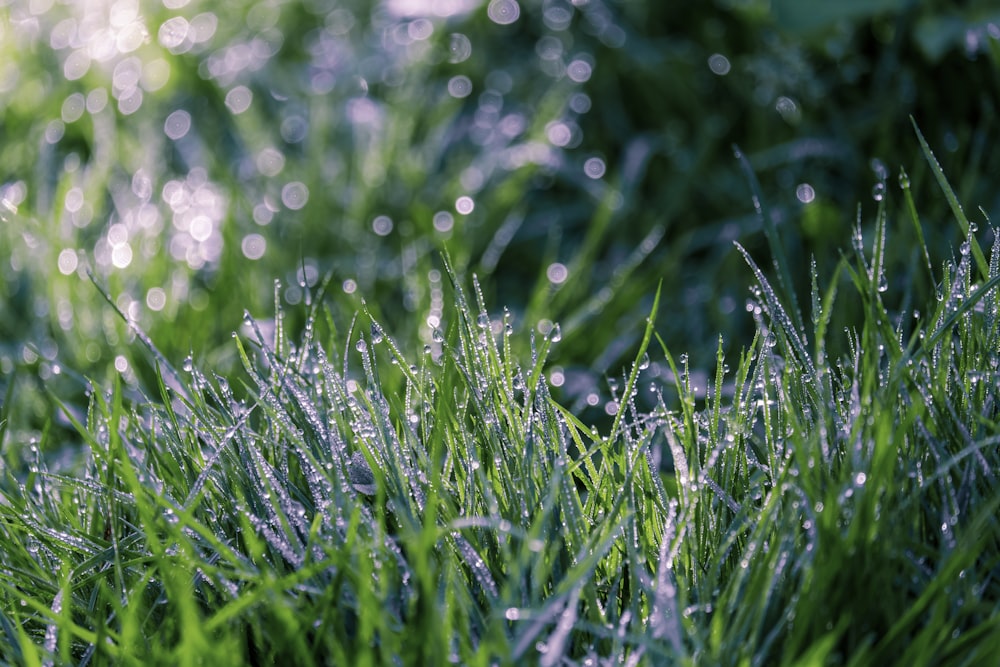 a close up of grass with water droplets on it