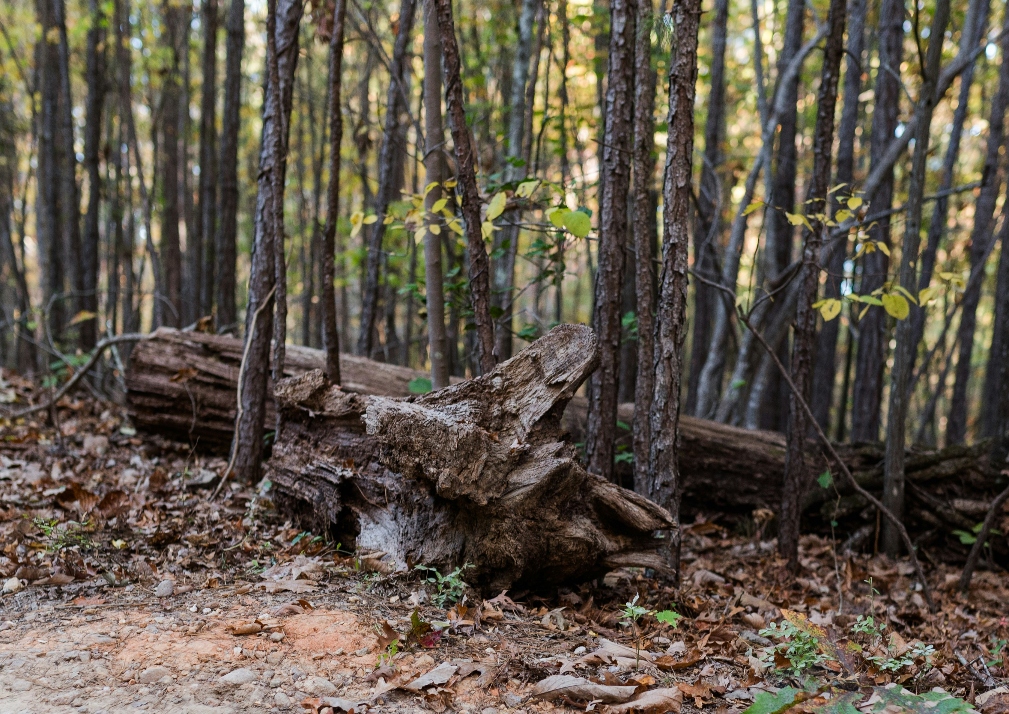 a fallen tree in the middle of a forest