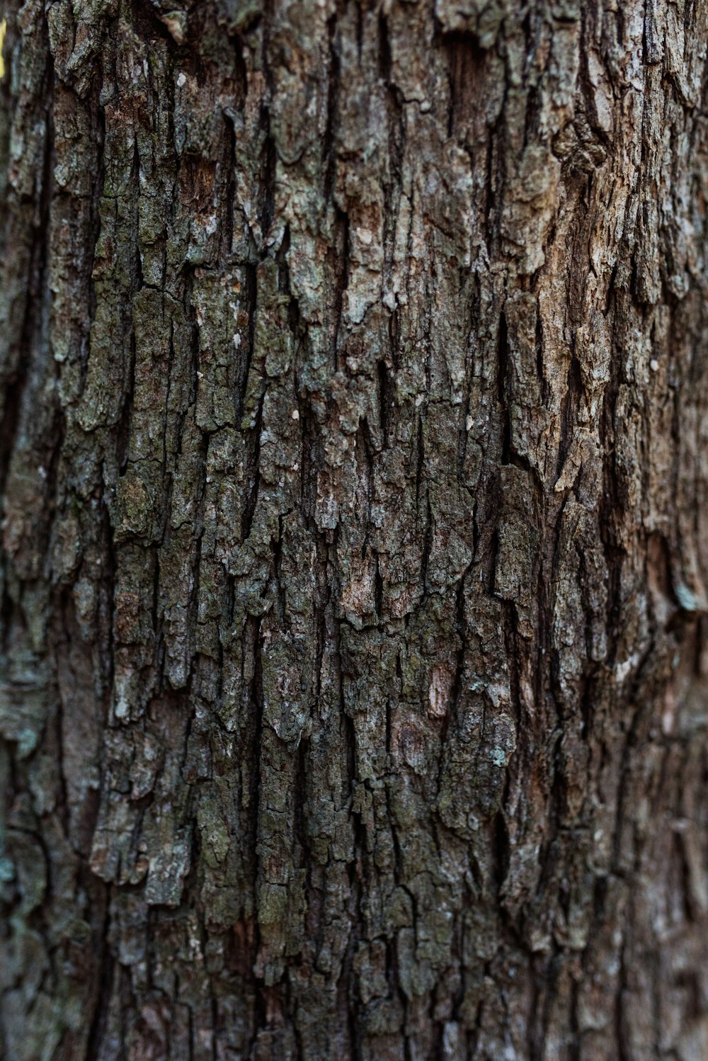 a close up of the bark of a tree