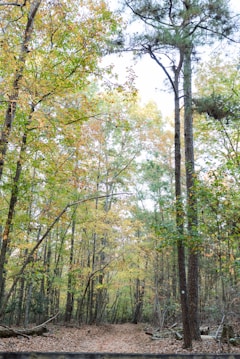 A tranquil forest scene with tall trees and foliage in varying shades of green and yellow. Sunlight filters through the leaves, creating a dappled effect on the forest floor, which is strewn with fallen leaves. A narrow, natural path winds through the trees, inviting exploration.