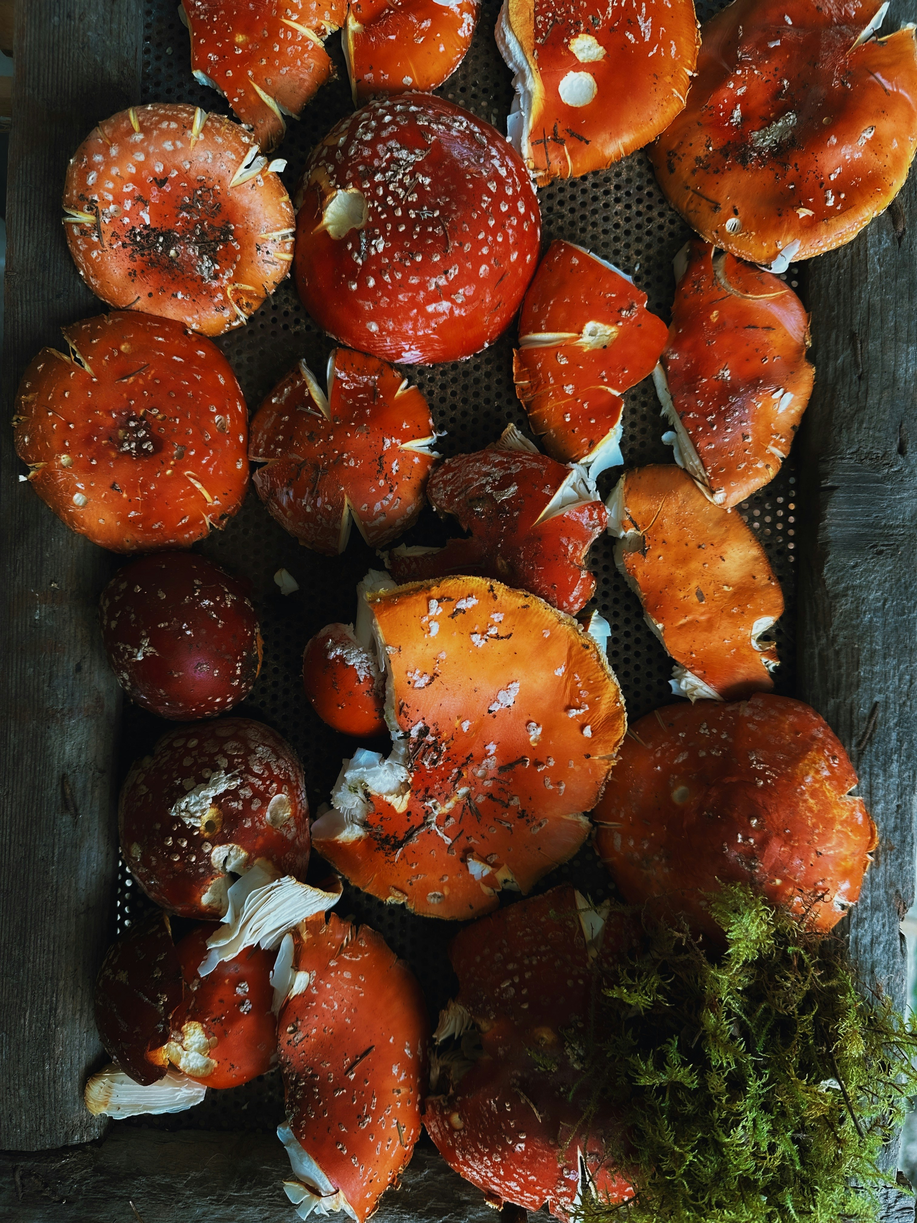 Photo by mariannaflowers6