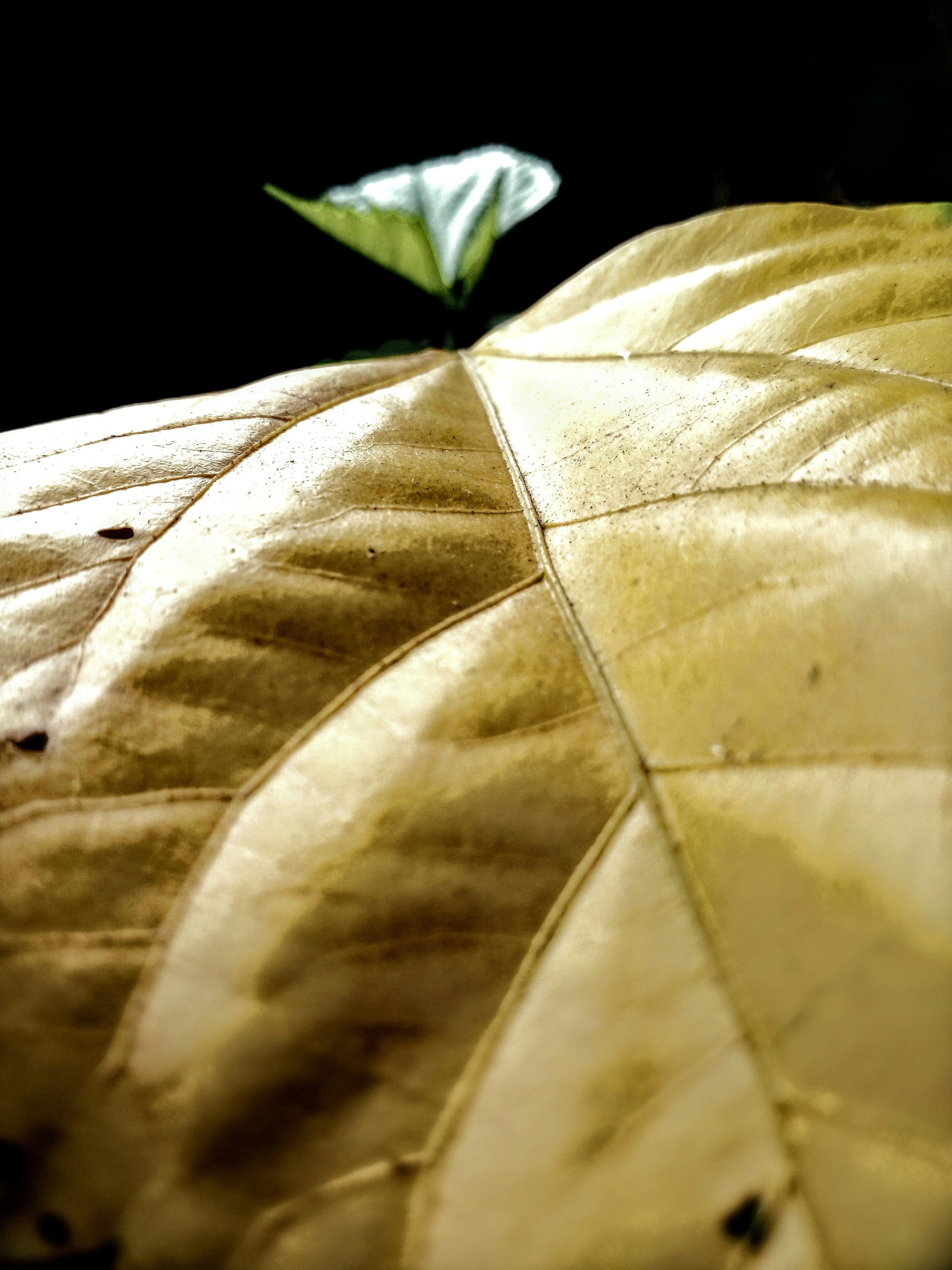 a close up of a leaf on a bed