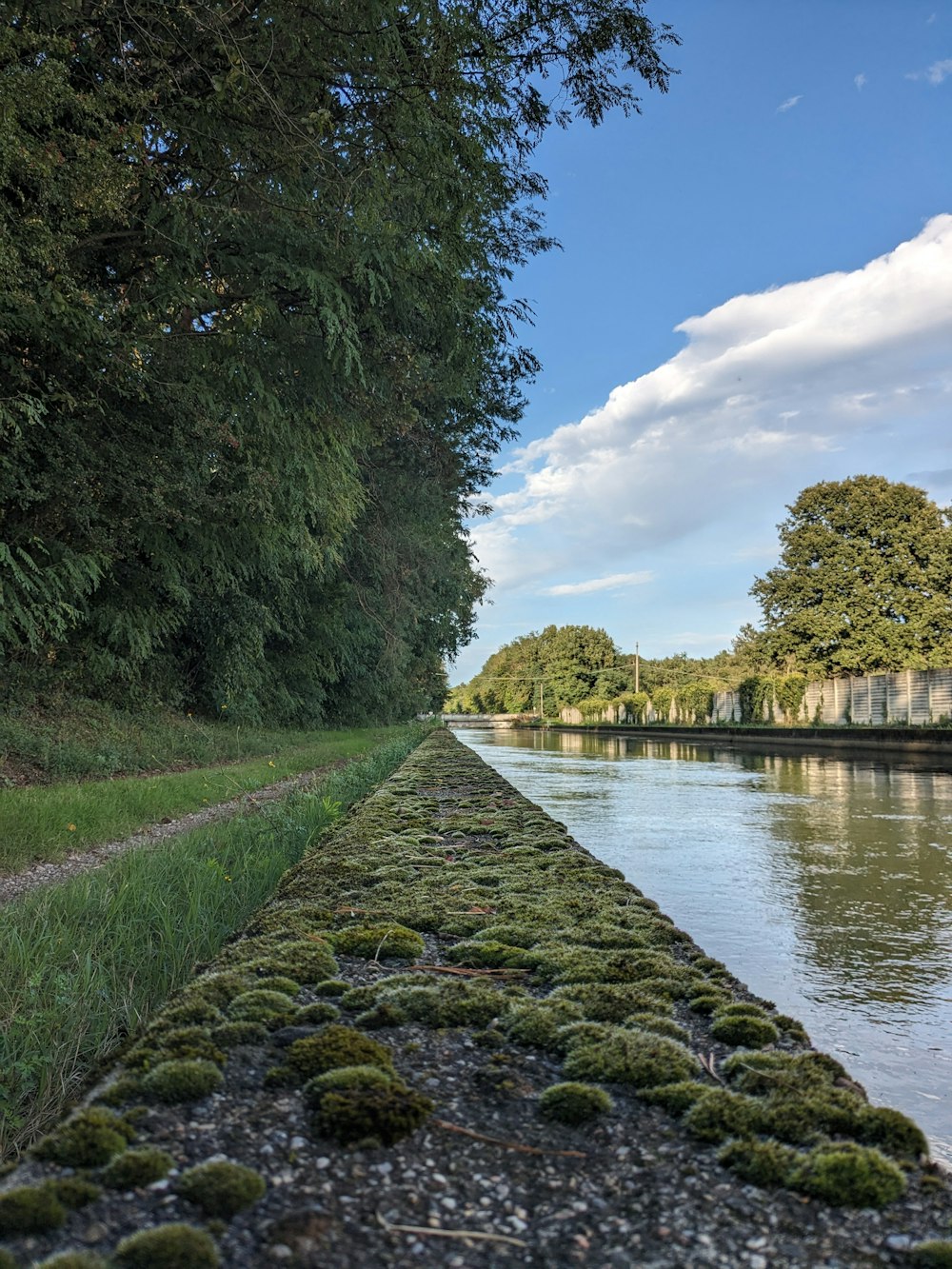 a row of trees next to a body of water