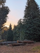 A serene forest scene with tall trees and a clear sky at sunset. The foreground features several cut logs resting on the ground, suggesting recent wood cutting activity. The foliage is dense and lush, creating a natural and tranquil atmosphere.