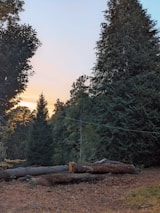 A serene forest scene with invasive trees being removed.