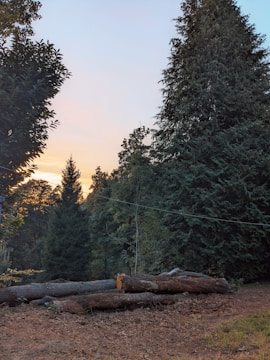 A serene forest scene with tall trees and a clear sky at sunset. The foreground features several cut logs resting on the ground, suggesting recent wood cutting activity. The foliage is dense and lush, creating a natural and tranquil atmosphere.