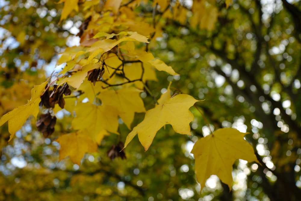 a tree with lots of yellow leaves on it