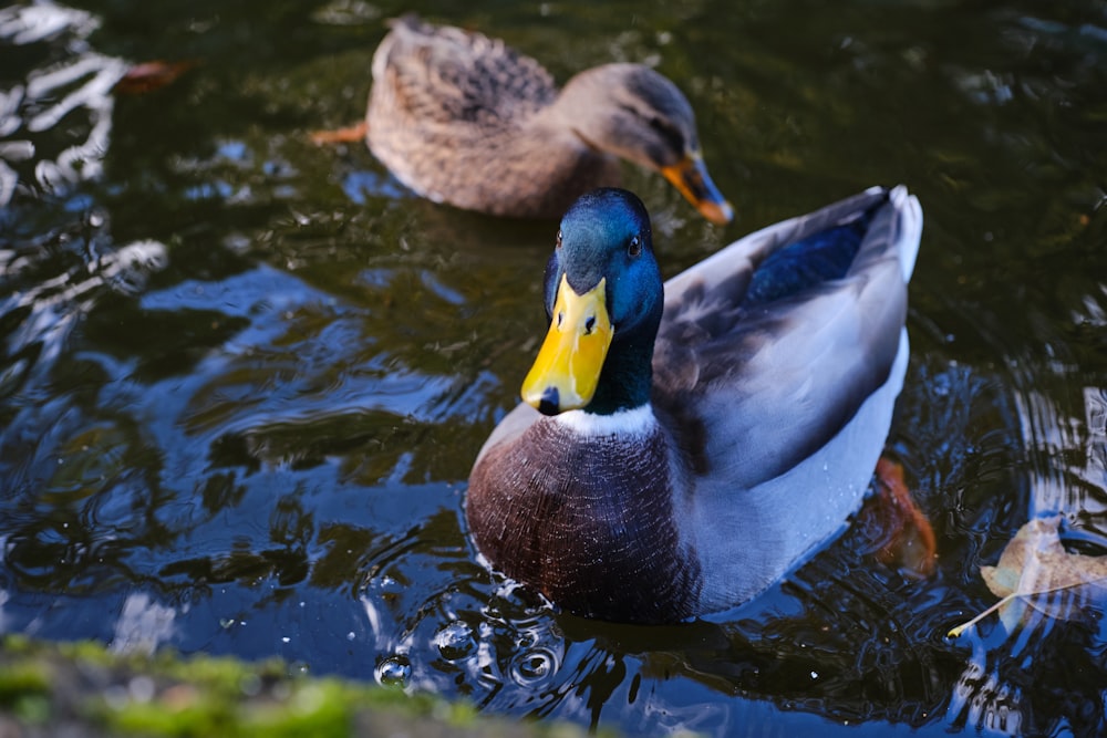 a couple of ducks floating on top of a lake