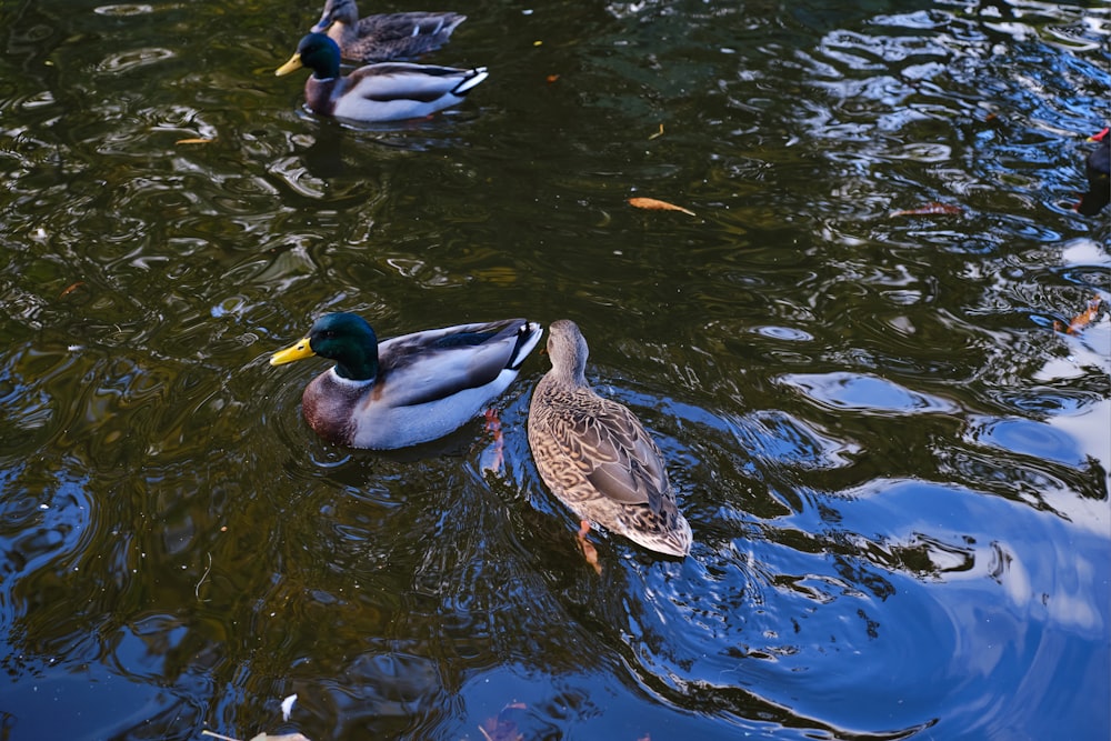 a group of ducks floating on top of a lake