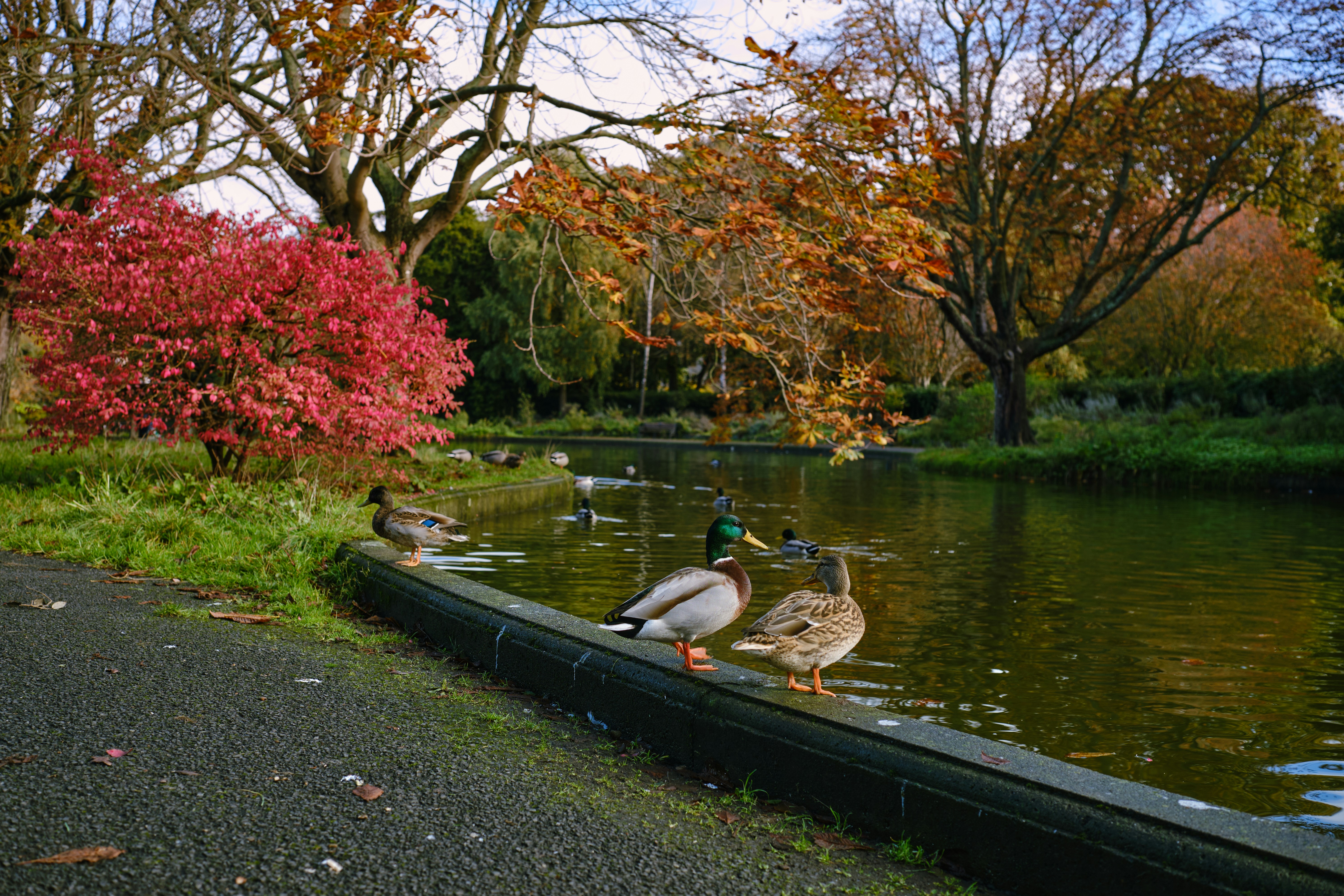 a couple of ducks that are standing in the water