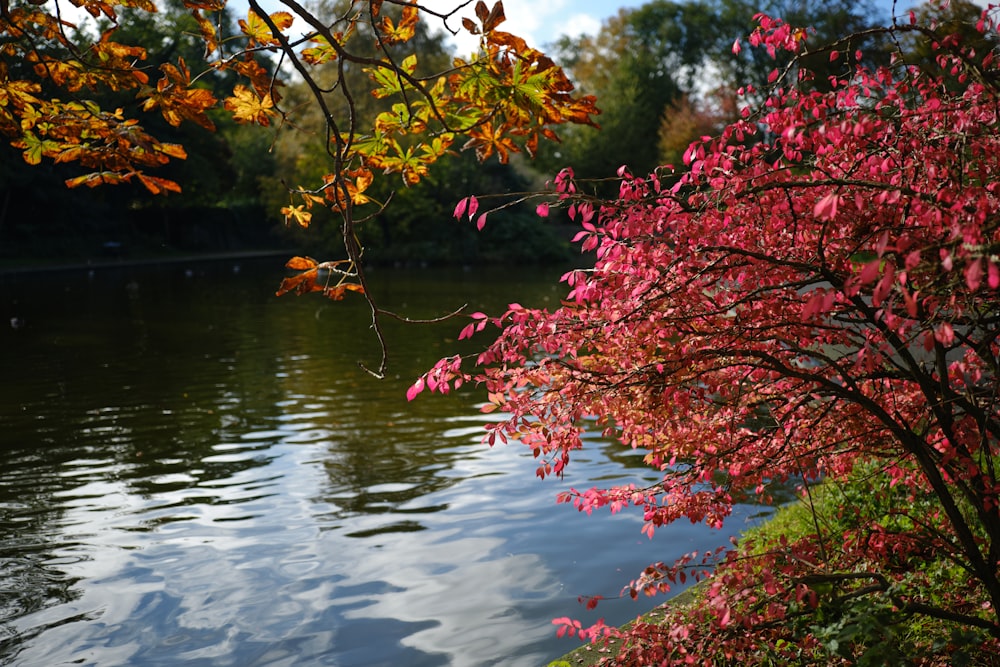 a tree with red leaves near a body of water