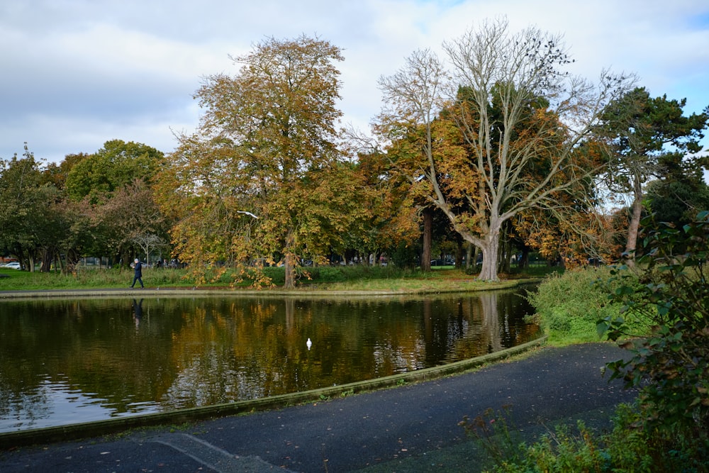 a pond in a park surrounded by trees