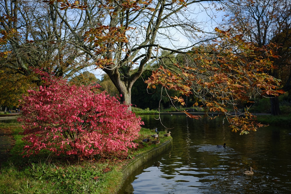 uma lagoa em um parque com uma árvore no fundo