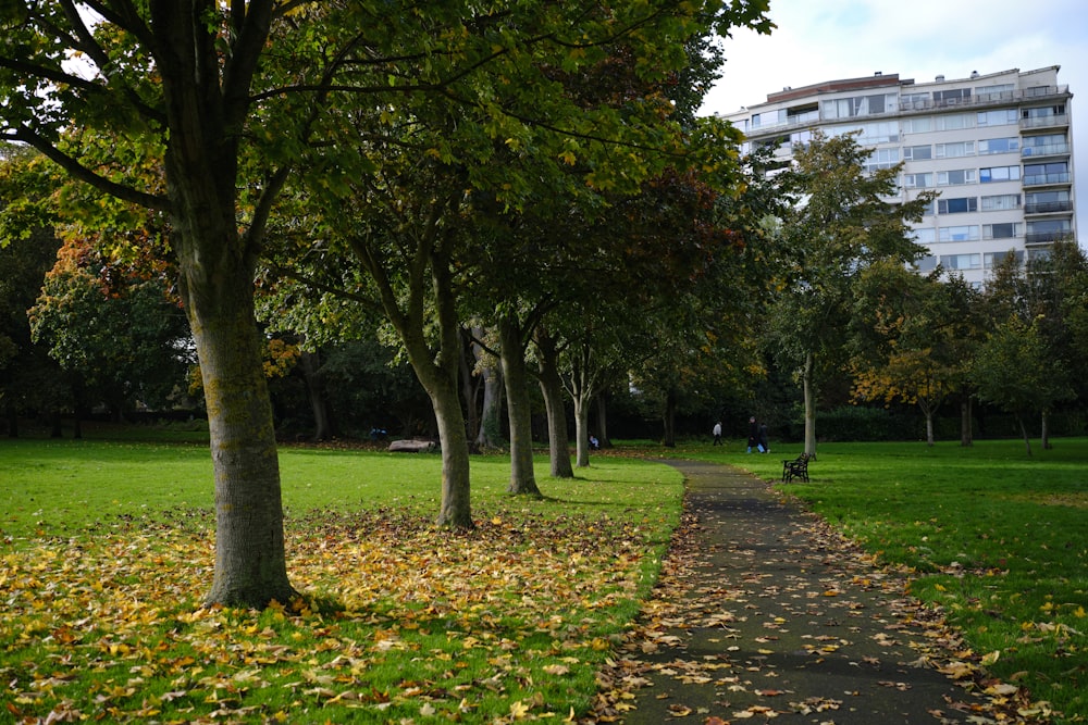 a path in a park lined with trees and leaves