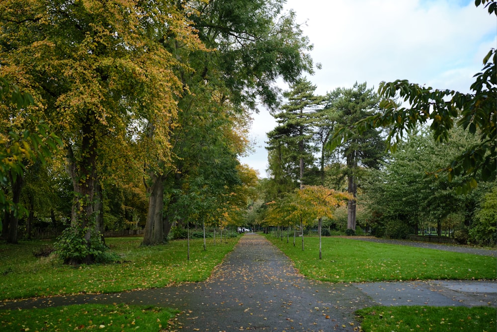 a path in the middle of a lush green park