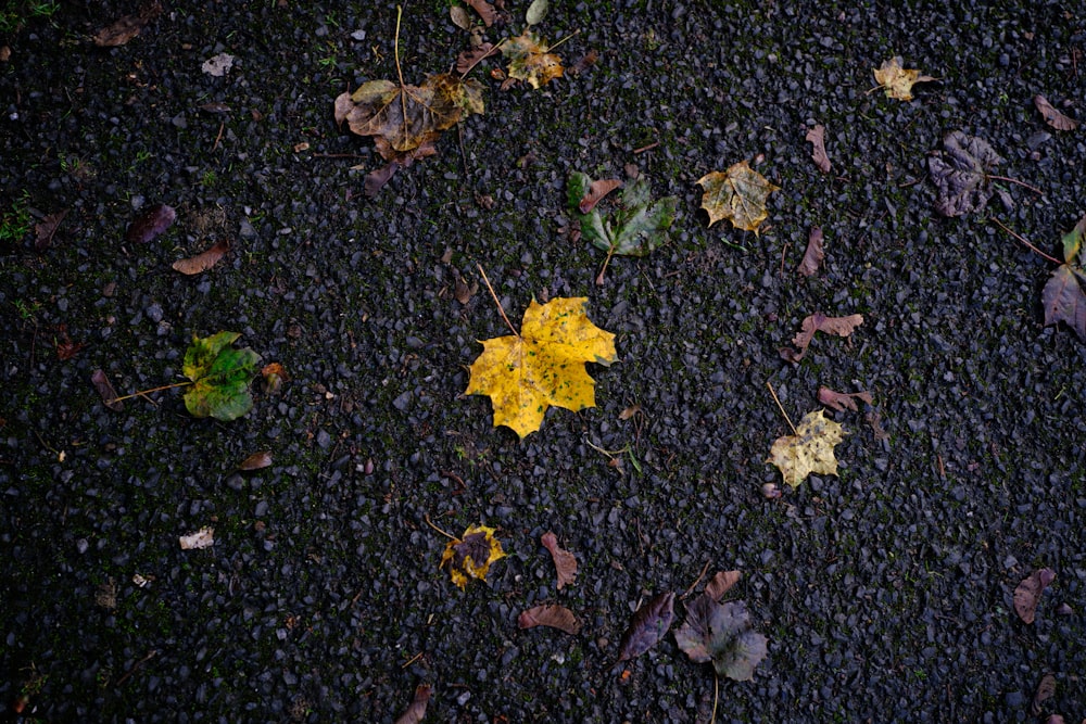 a yellow leaf laying on the ground