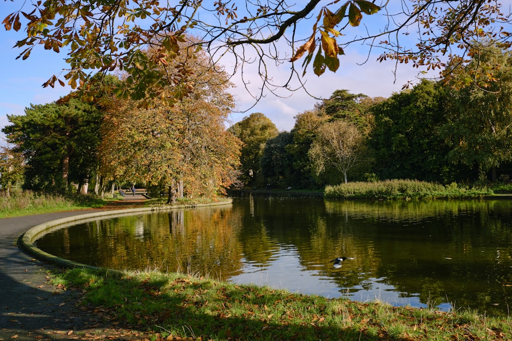 a small pond in the middle of a park