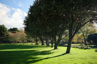 a grassy field with trees and a red frisbee