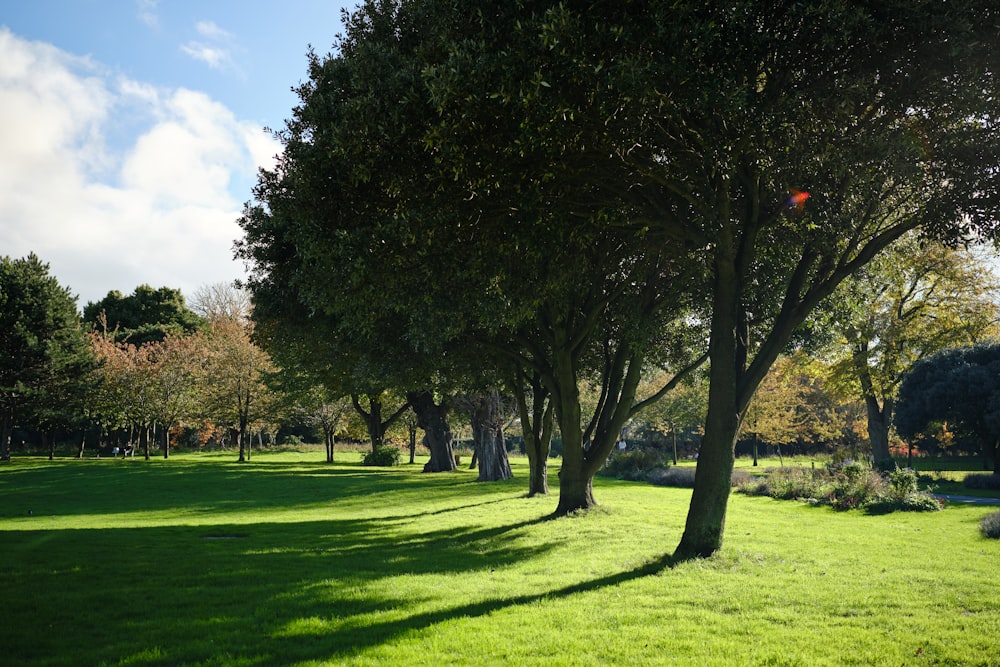 a grassy field with trees and a red frisbee