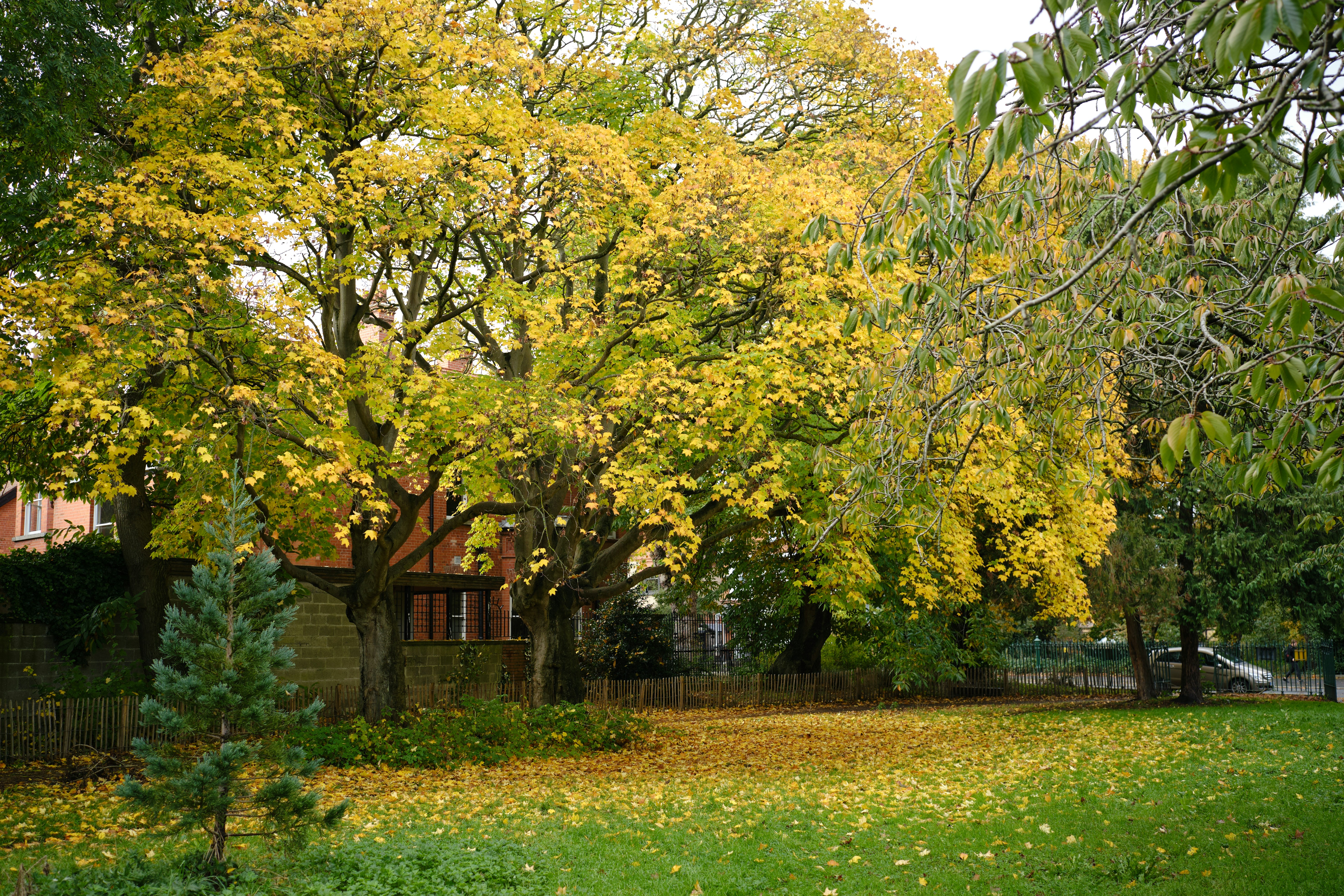 a tree with yellow leaves in a park