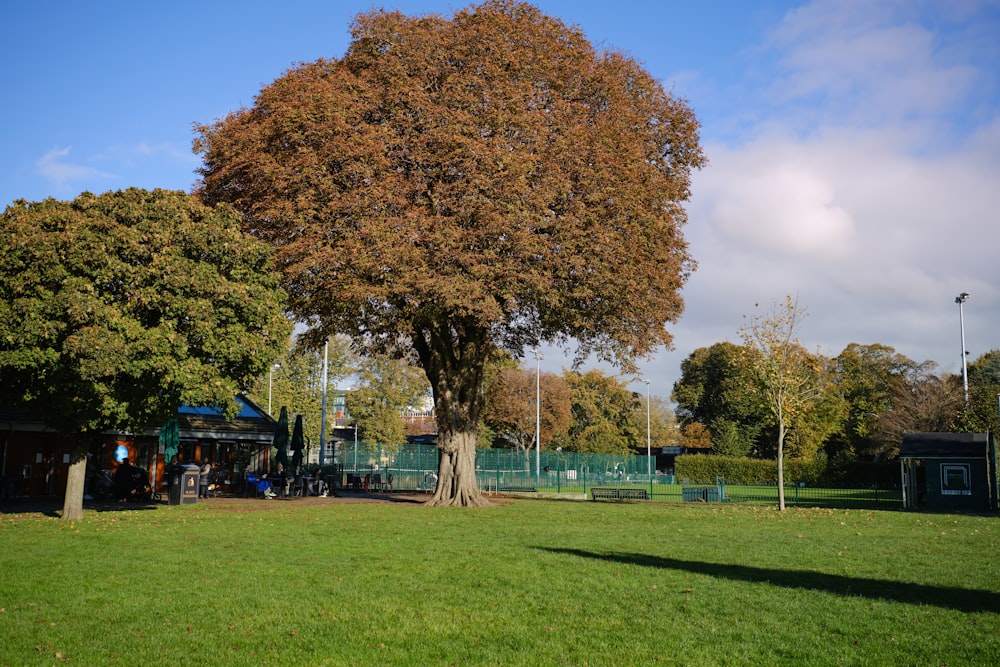 a large tree in a park with a playground in the background