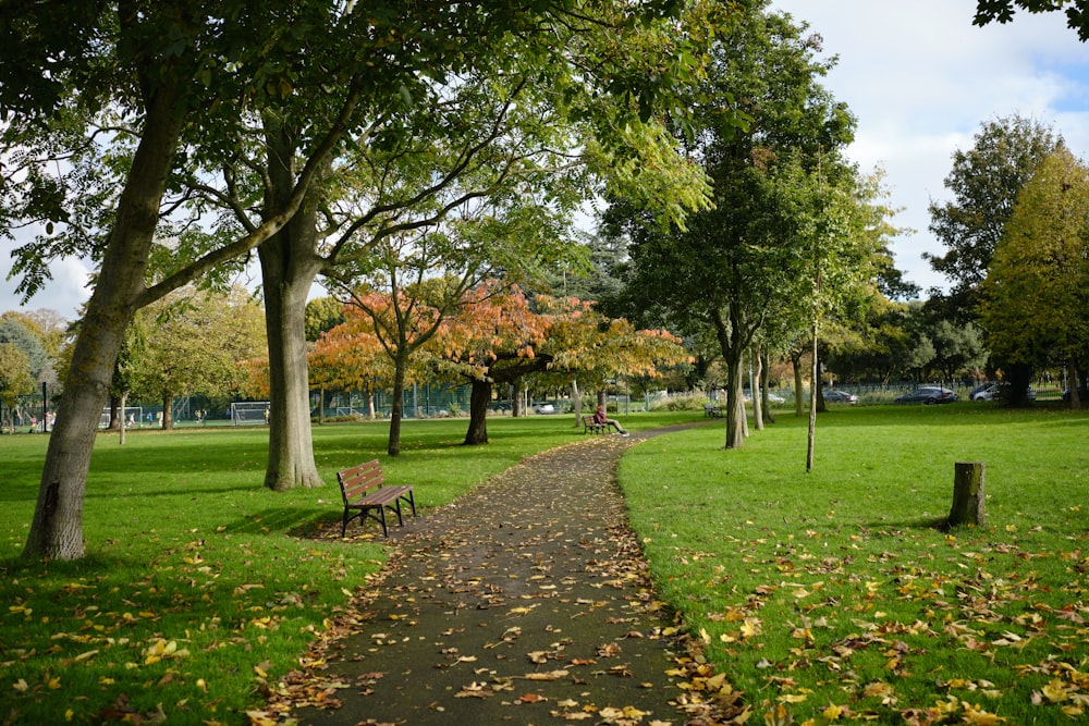 a path in a park lined with trees