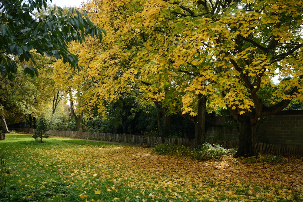 a grassy area with a fence and trees with yellow leaves