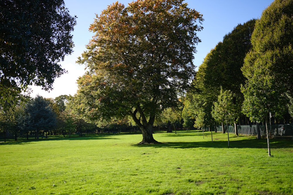 a large green field with a tree in the middle of it