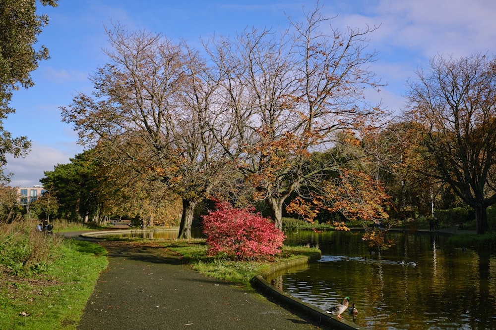 a park with a pond and trees in the background