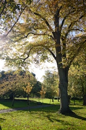 the sun shines through the trees in the park